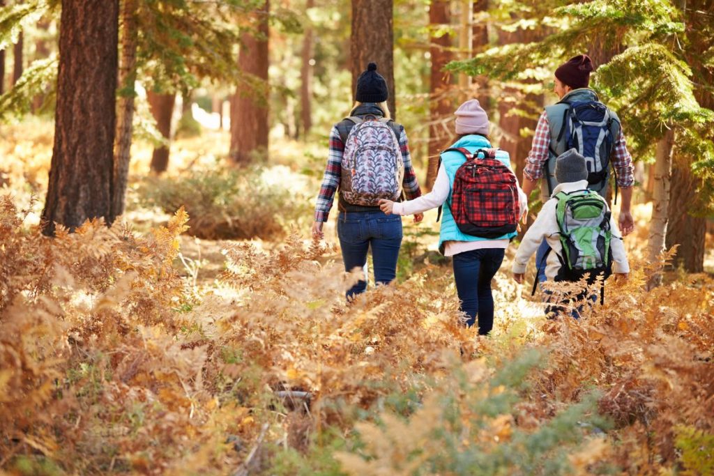 Four people with backpacks, dressed in warm clothes, walk through a forest with autumn foliage, seen from behind.